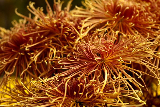 Обои картинки фото цветы, хризантемы, оранжевый, много