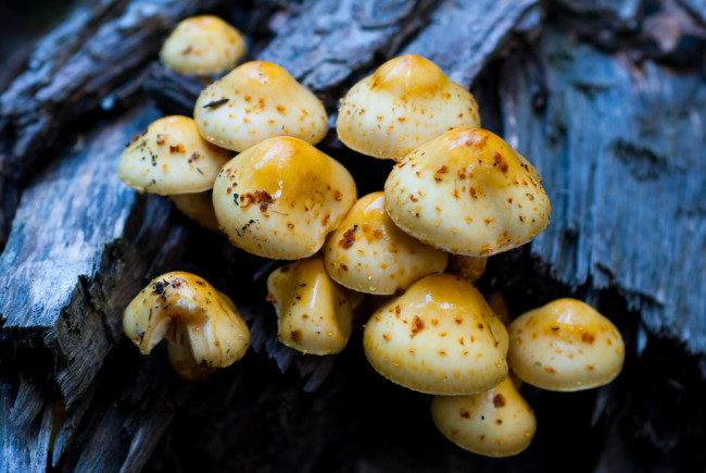 Обои картинки фото природа, грибы, тёмный, синий