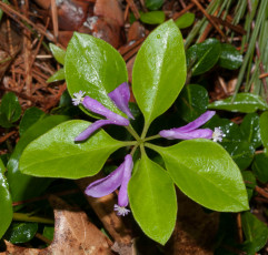 Картинка цветы лепестки