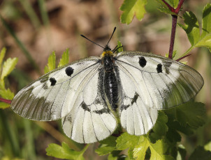 Картинка животные бабочки бабочка