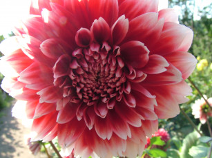 Картинка цветы георгины