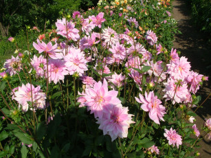 Картинка цветы георгины