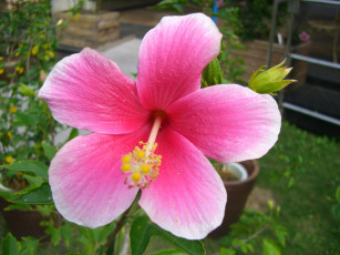 Картинка цветы гибискусы