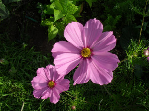 Картинка цветы космея лепестки