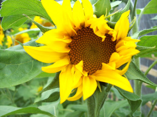 Картинка цветы подсолнухи подсолнух