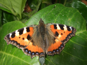 Картинка животные бабочки бабочка