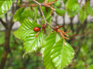Картинка животные божьи коровки ветка листья