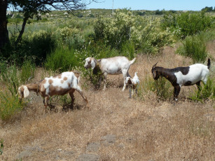 Картинка животные козы