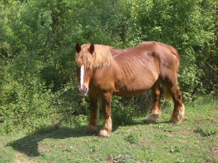 Картинка животные лошади лошадь