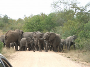 Картинка животные слоны