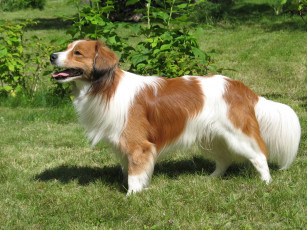 обоя животные, собаки, собака