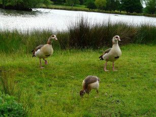 Картинка животные утки гуси