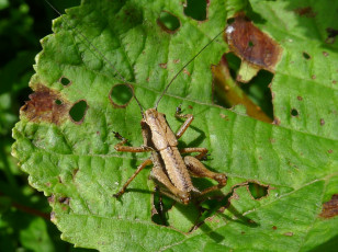 Картинка животные кузнечики саранча кузнечик