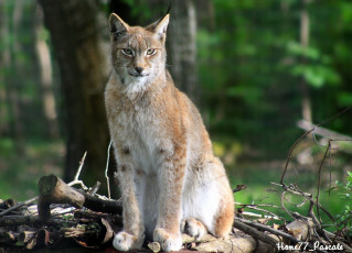 Картинка животные рыси лес кисточки