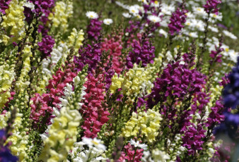 Картинка цветы львиный зев разноцветный