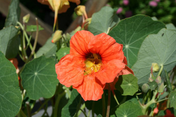 Картинка цветы настурции цветок