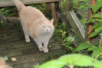 Картинка животные коты кот