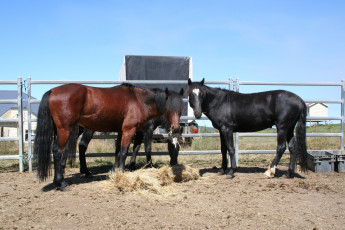 Картинка животные лошади