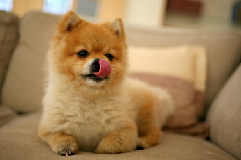 Картинка животные собаки мордочка облизывается акита щенок