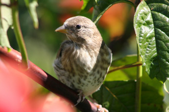 Картинка животные воробьи воробей
