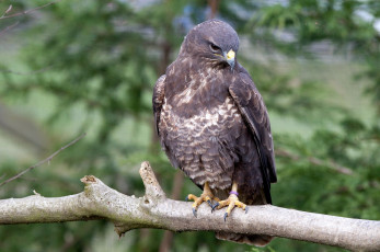 Картинка животные птицы хищники ветка гордость