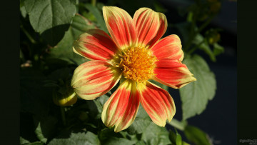 Картинка цветы георгины лепестки