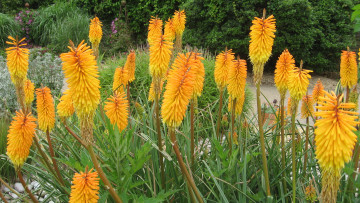 Картинка цветы лето