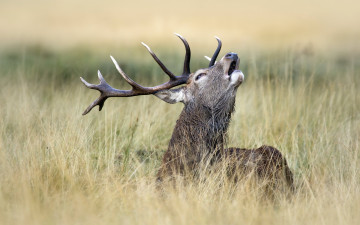 Картинка животные олени олень природа фон