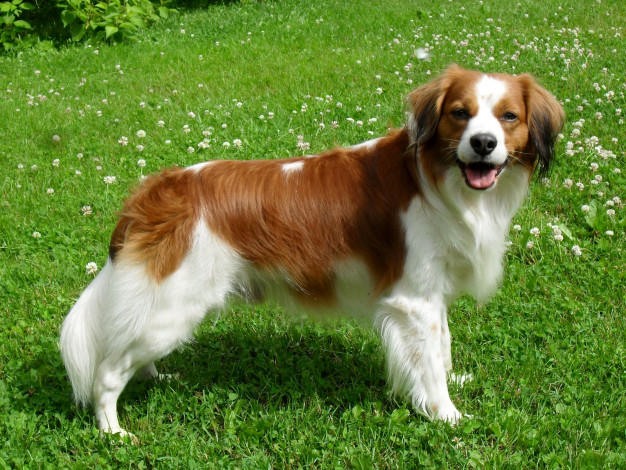 Обои картинки фото животные, собаки, собака