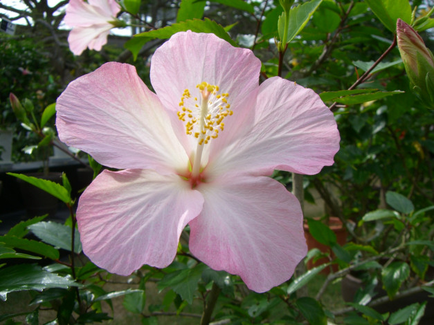 Обои картинки фото цветы, гибискусы