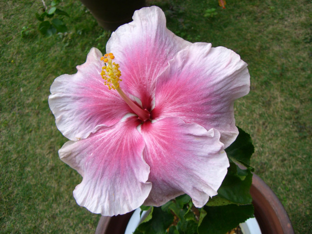 Обои картинки фото цветы, гибискусы