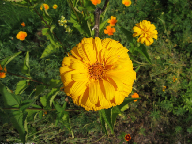 Обои картинки фото цветы, лепестки