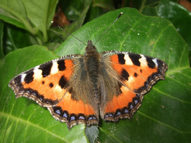 Обои картинки фото животные, бабочки, бабочка