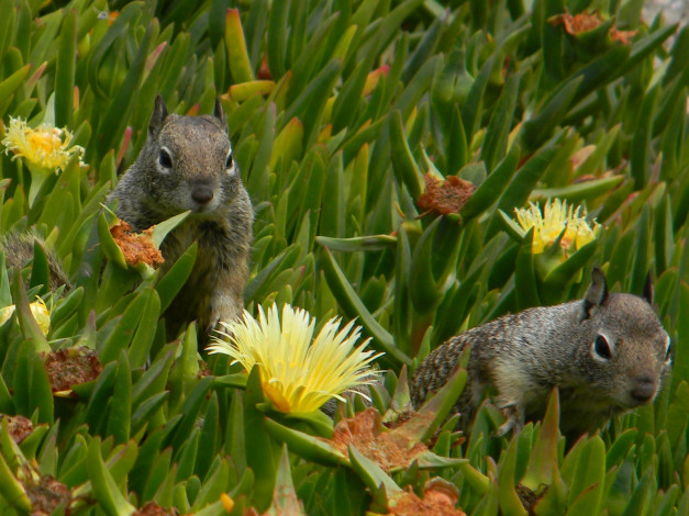 Обои картинки фото животные, белки, хомяки