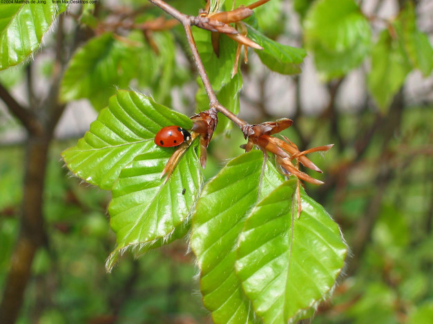 Обои картинки фото животные, божьи, коровки, ветка, листья