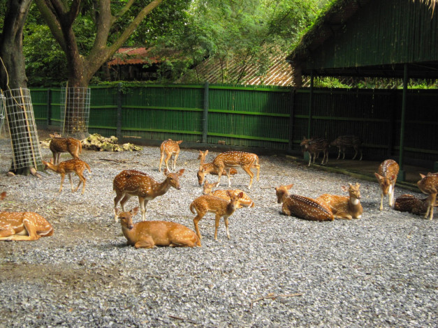 Обои картинки фото животные, олени