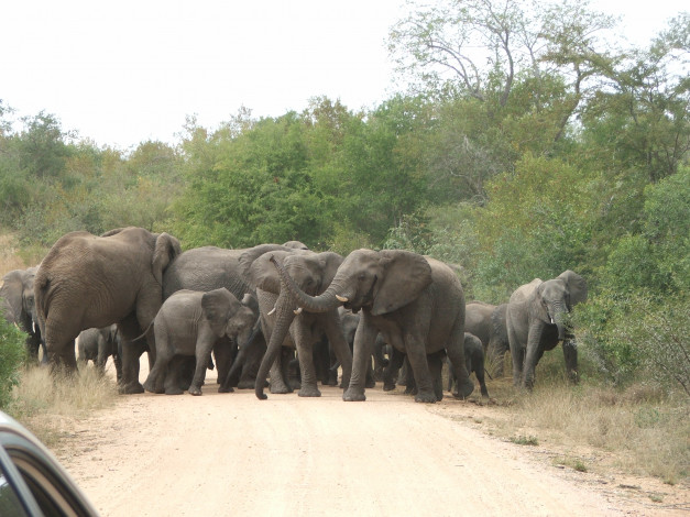 Обои картинки фото животные, слоны