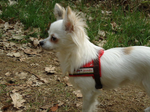 Обои картинки фото животные, собаки, собачка