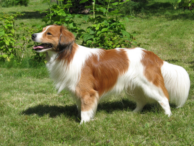 Обои картинки фото животные, собаки, собака