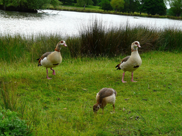 Обои картинки фото животные, утки, гуси