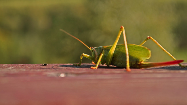 Обои картинки фото животные, кузнечики, саранча, кузнечик