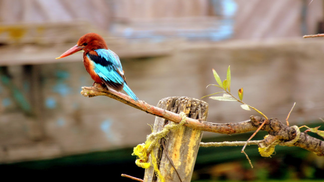 Обои картинки фото животные, зимородки, ветка, птичка