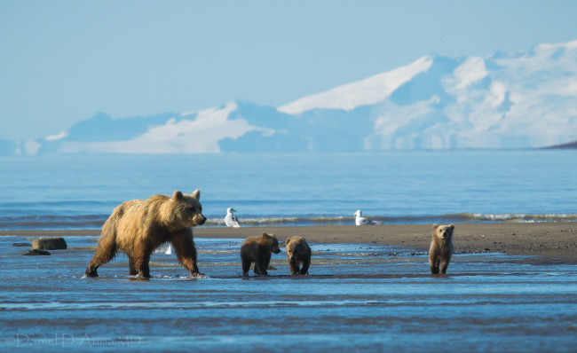 Обои картинки фото животные, медведи, побережье, мама, малыши