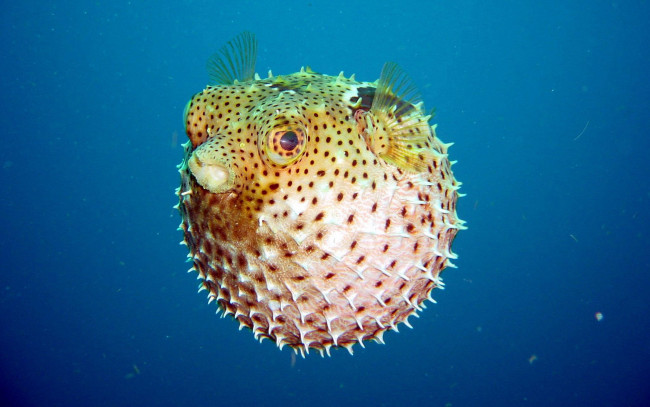 Обои картинки фото pufferfish, животные, рыбы, рыба-еж