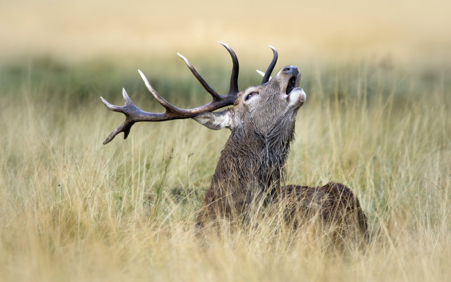 Обои картинки фото животные, олени, олень, природа, фон