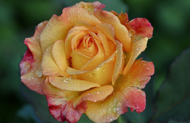 Обои картинки фото цветы, розы, лепестки, капли