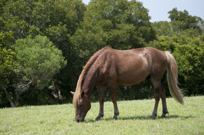 Обои картинки фото животные, лошади, лошадь