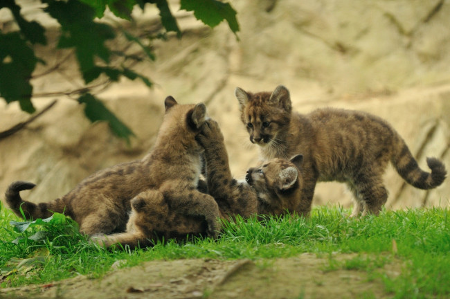 Обои картинки фото животные, пумы, котята, малыши, игра