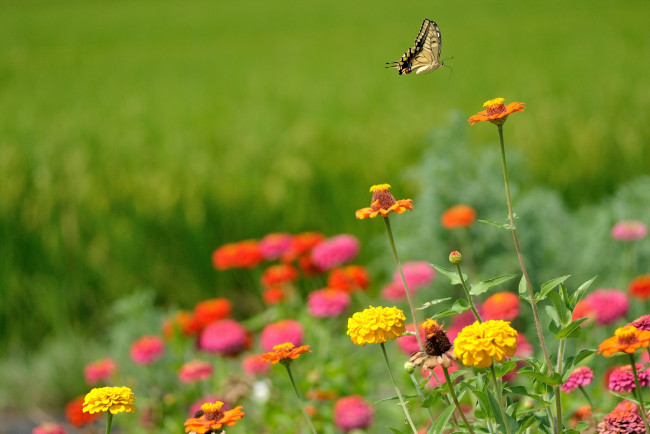 Обои картинки фото цветы, цинния, цветение, бабочка