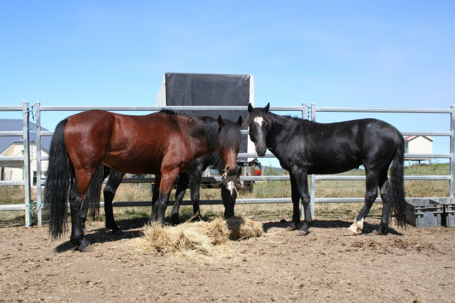 Обои картинки фото животные, лошади